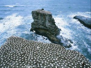 06Jun2015040608Gannet colony Muriwai Beach.JPG